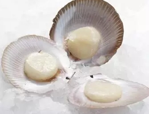 憶探索海鮮中的滋補(bǔ)佳品-元貝